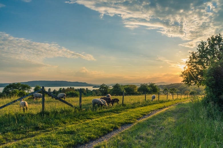 free range cattle